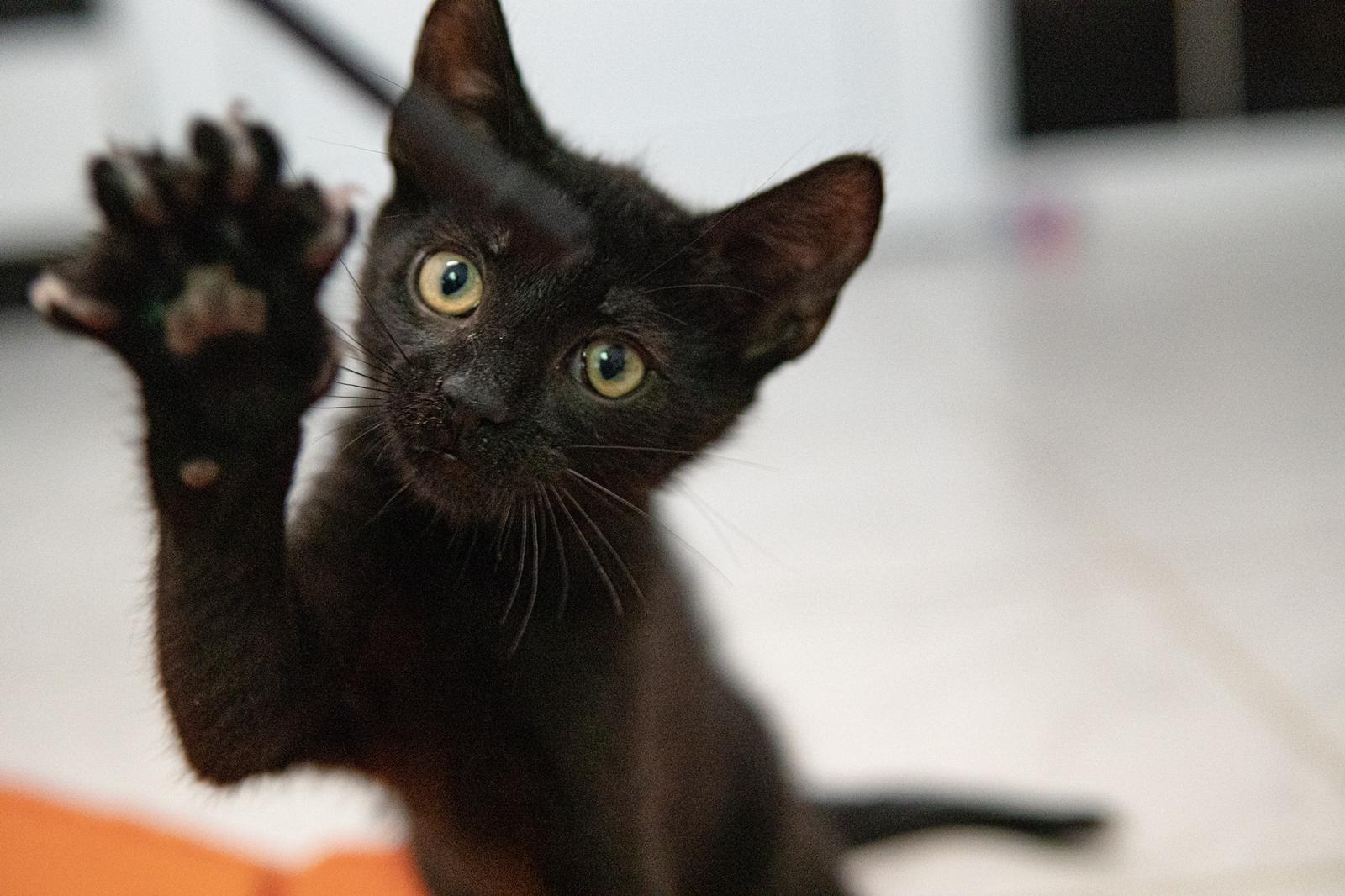 Katzenfoto