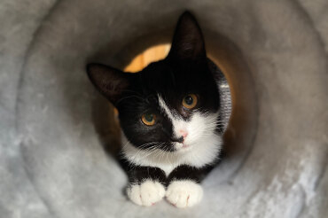 Leni