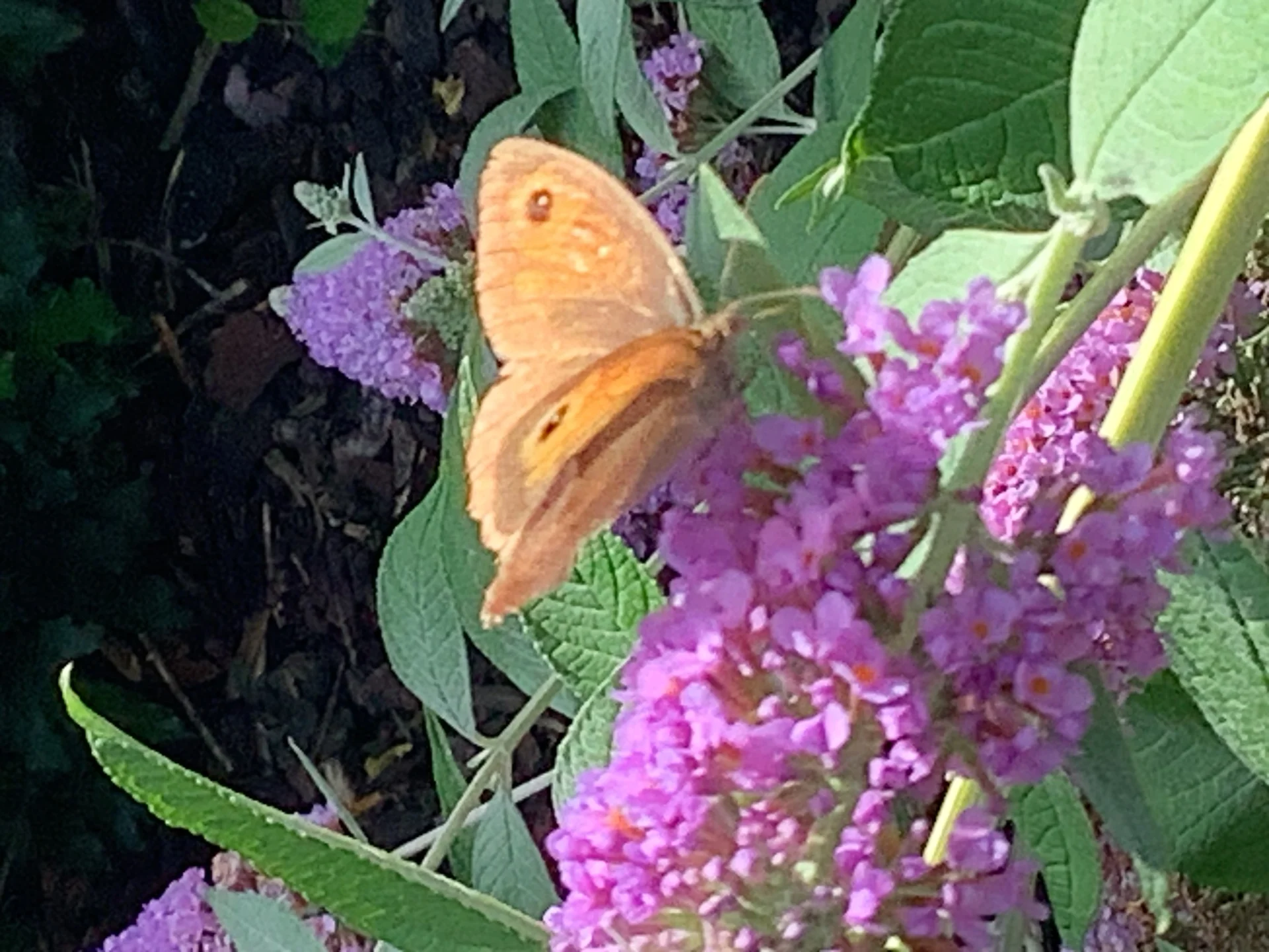Schmetterling