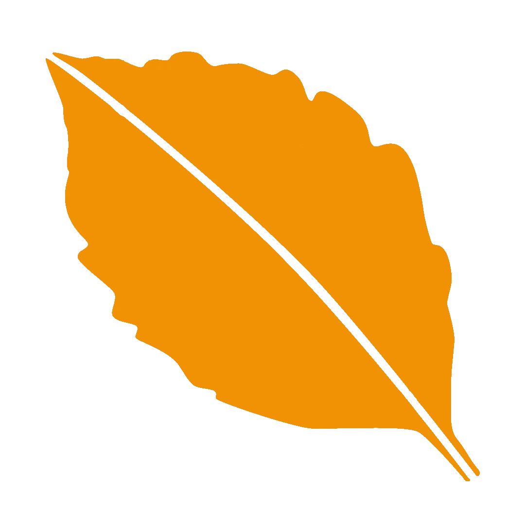 Buchenblatt