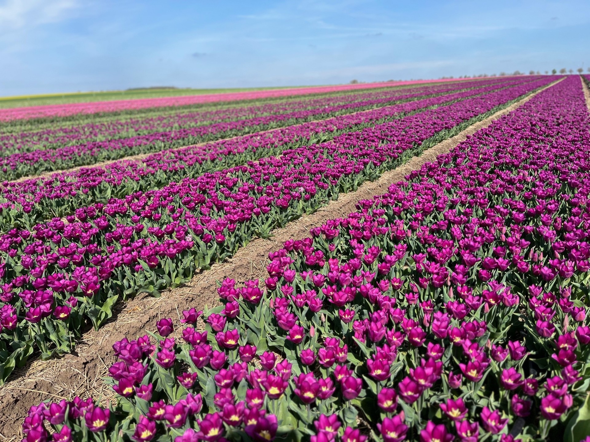 Purple flag