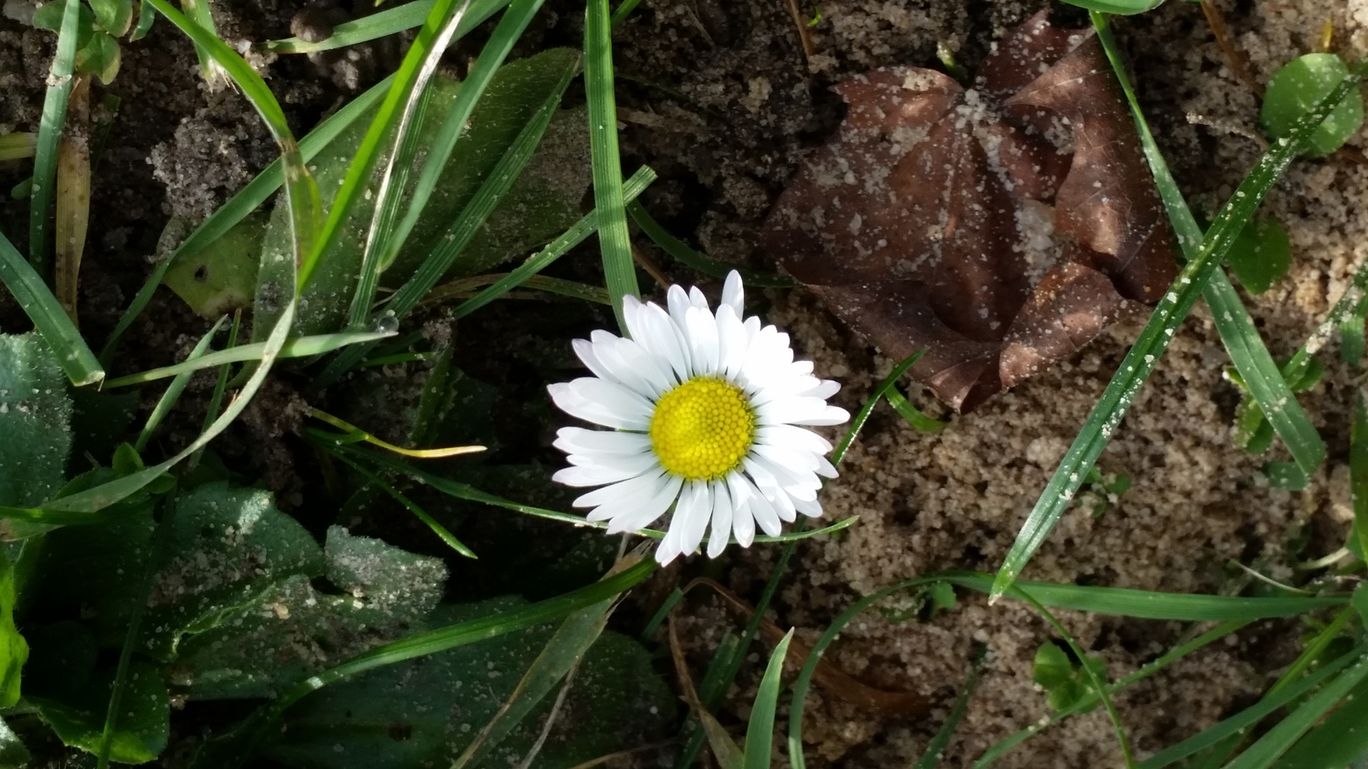 Gänseblümchen