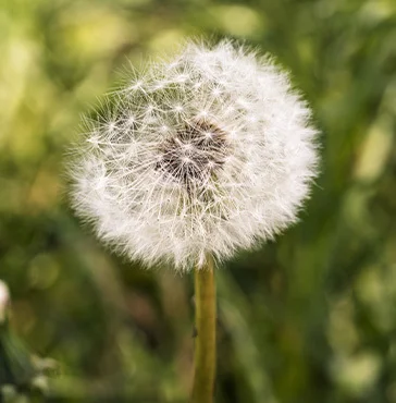 nahaufnahme-einer-pusteblume