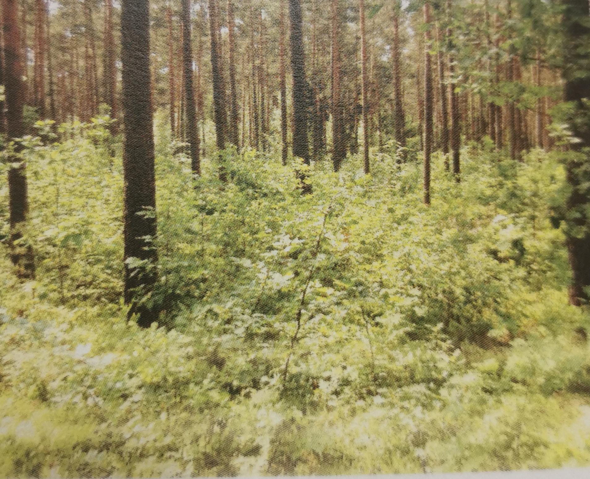 Garlitzer Wald im Jahre 2020