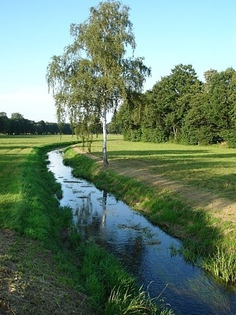 Schwarzeelster