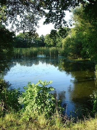 Milstrich Teich