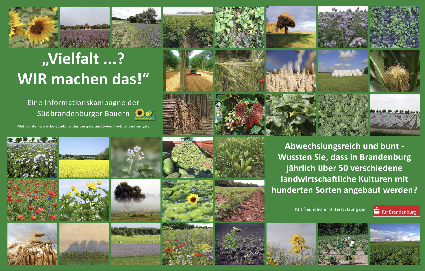Plane Vielfalt Pflanze BV Südbrandenburg