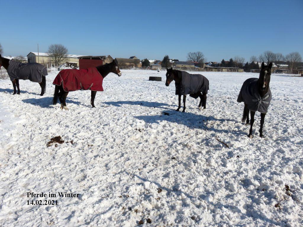Pferde im Winter 14.02.2021