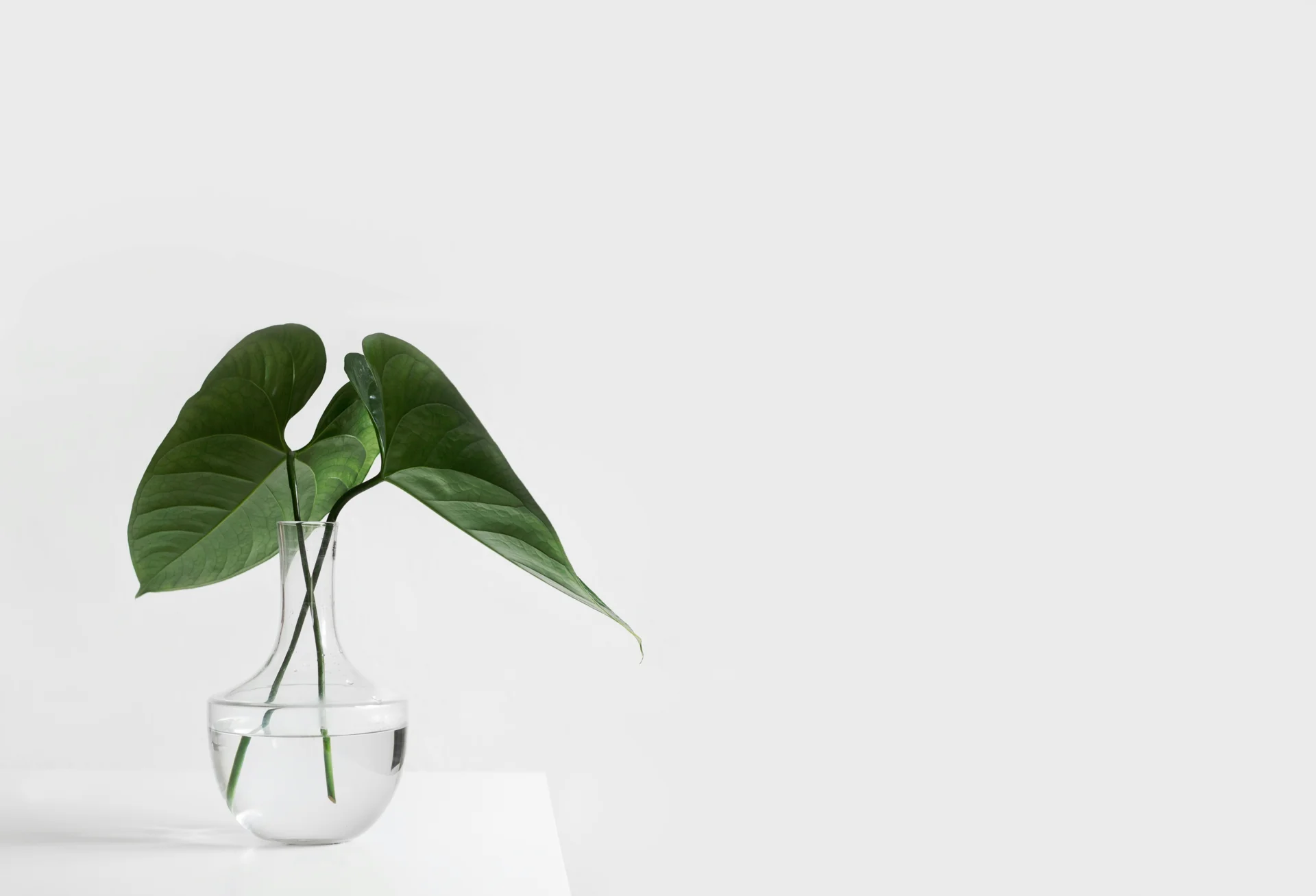 Monstera-Pflanze