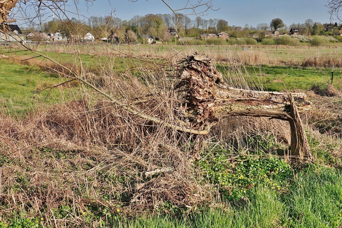 Die Knick-Weide - gern verwechselt mit der Knickweide