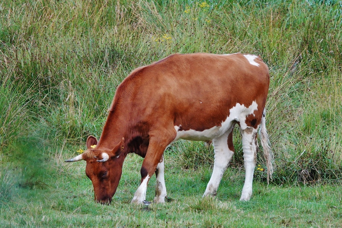 Frühstück in der Seewiese