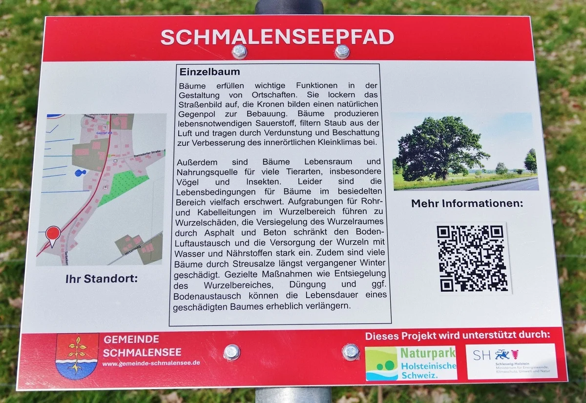 Schmalenseepfad - Einzelbaum
