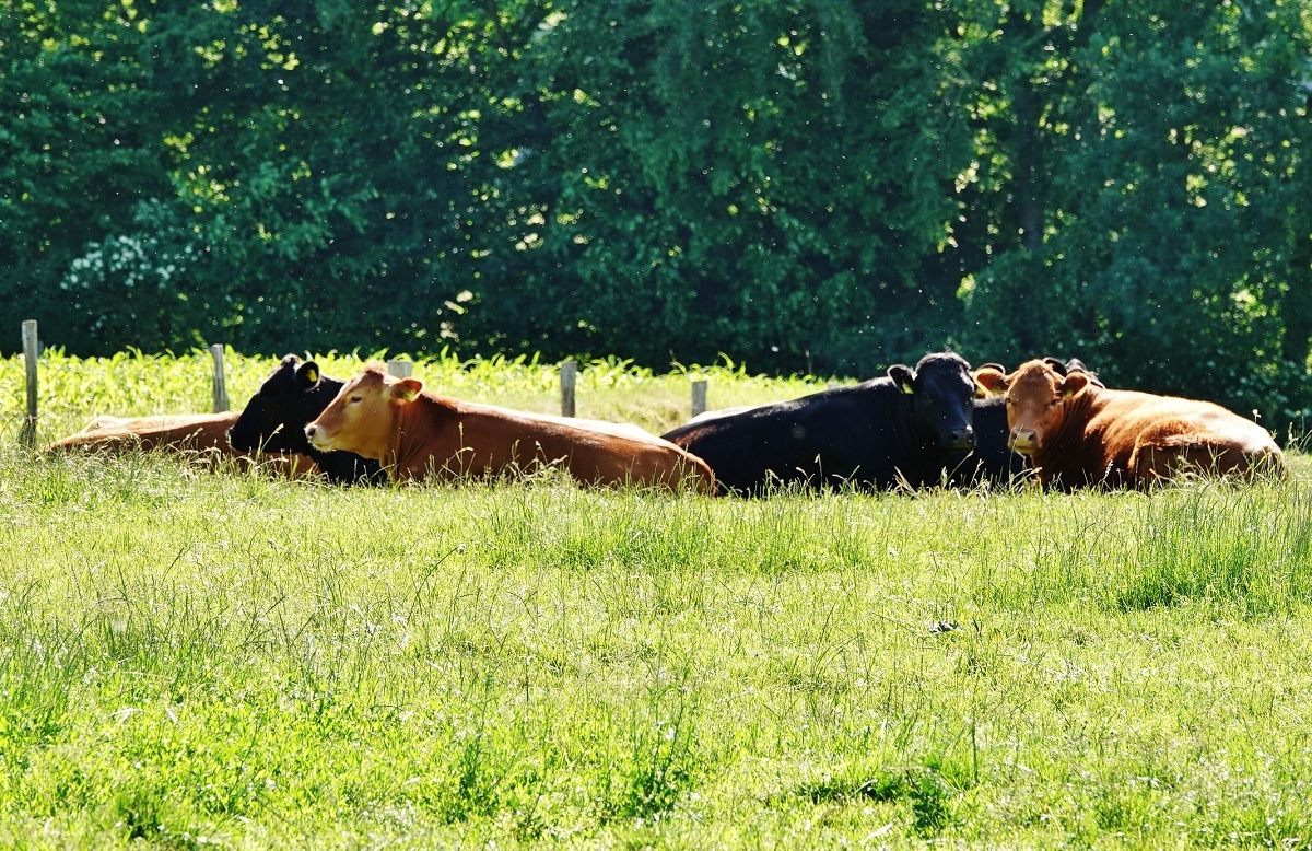 Seelenruhig chillen