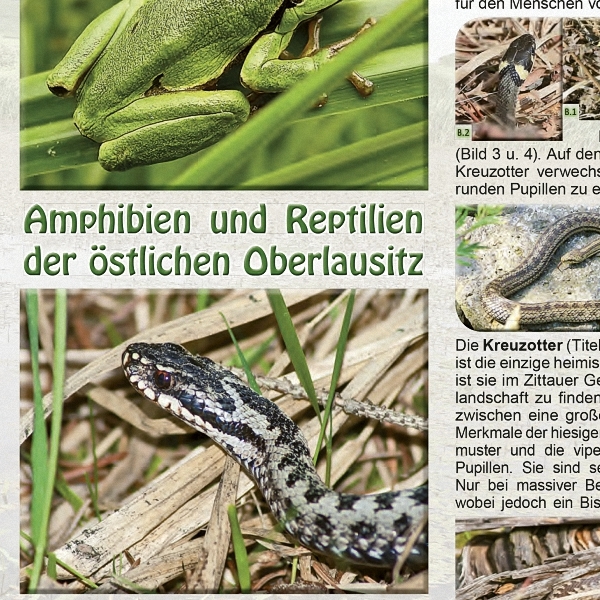 Flyer Amphibien und Reptilien der östlichen Oberlausitz