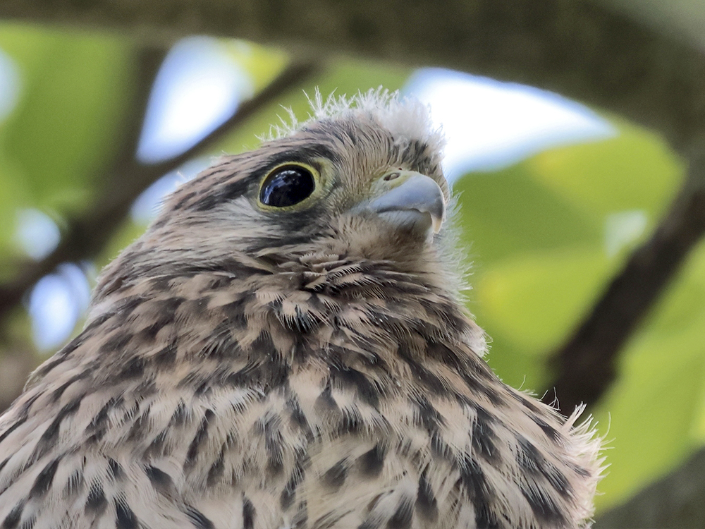 Turmfalke