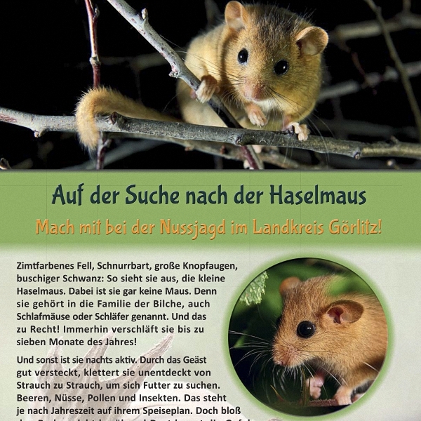 Roll-Up_Haselmaus