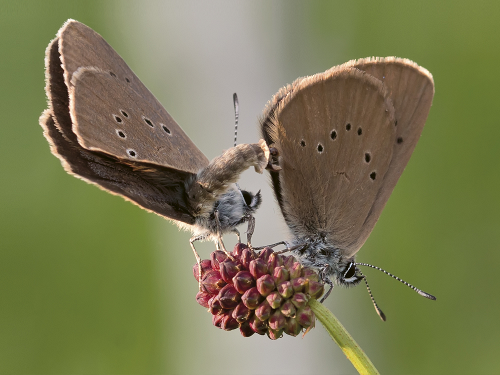 Dunkler Wiesenknopf-Ameisenbläuling