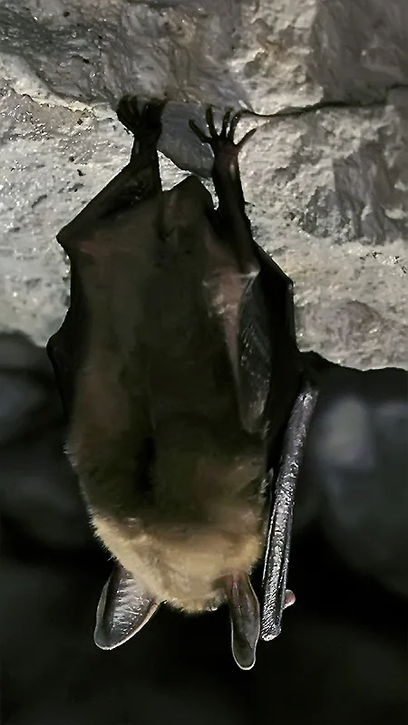 Fledermaus (Großes Mausohr)