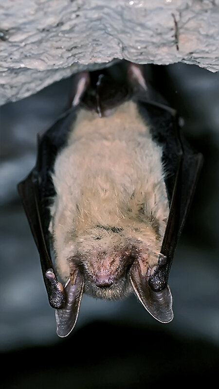 Fledermaus (Kleine Hufeisennase)