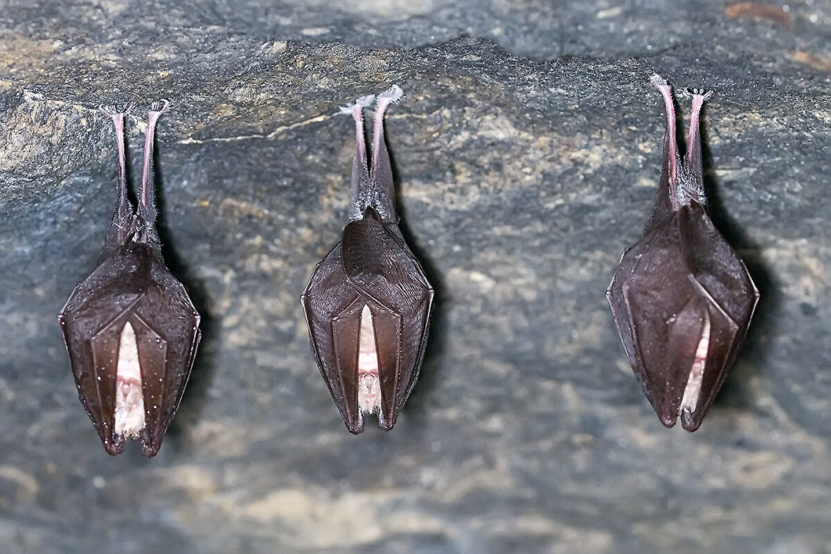 Fledermäuse (Kleine Hufeisennasen)