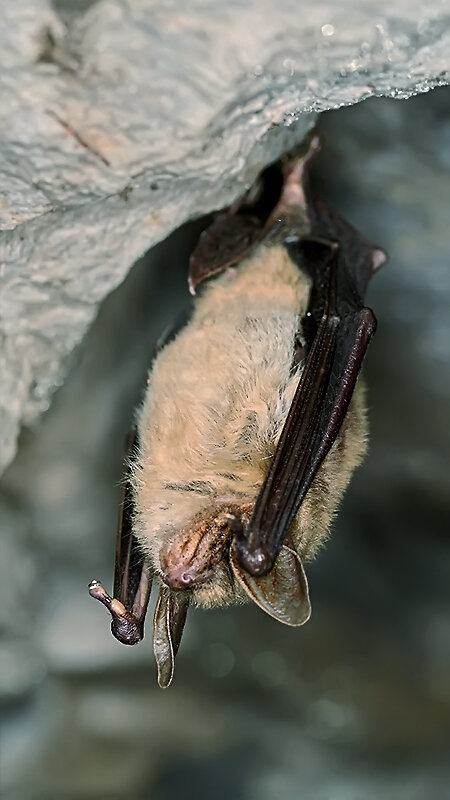 Zwergfledermaus