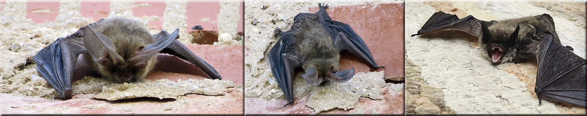 Bildband Fledermaus