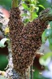 Bienen