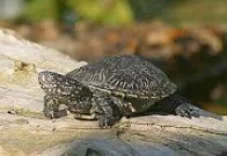 Schildkröte