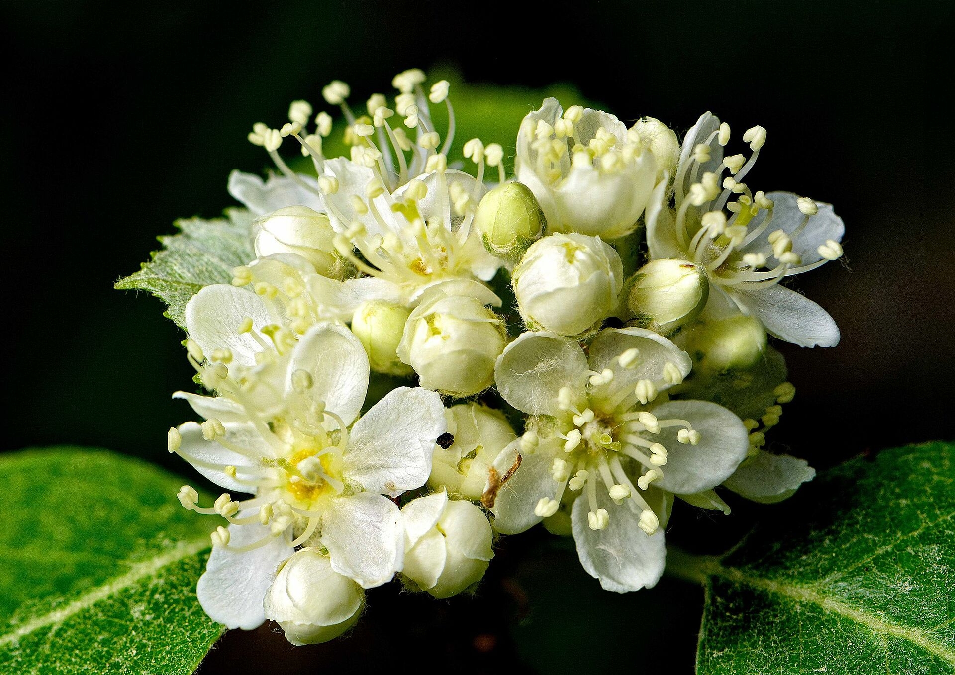 Blüte der Mehlbeere