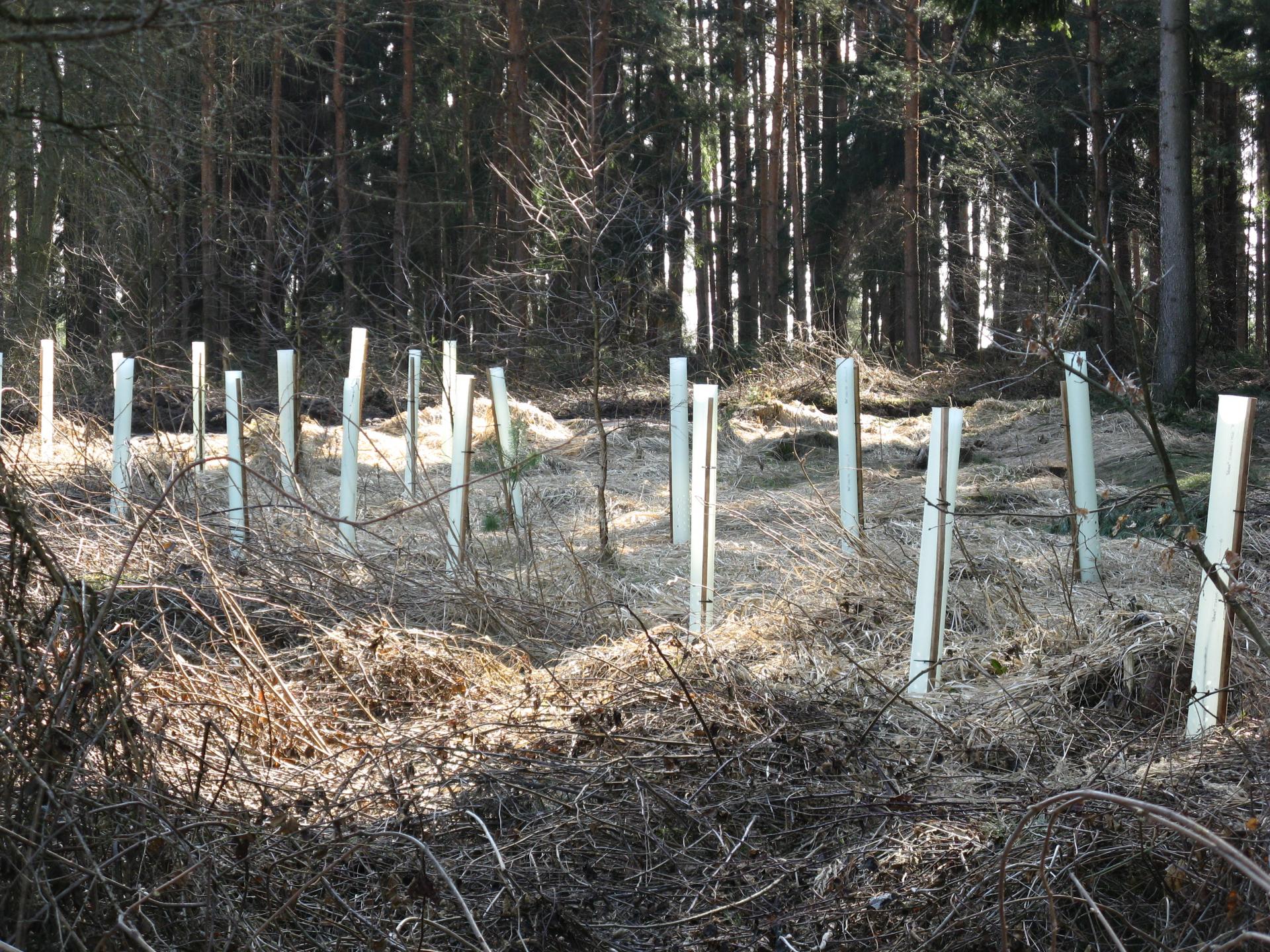 Forstschutz