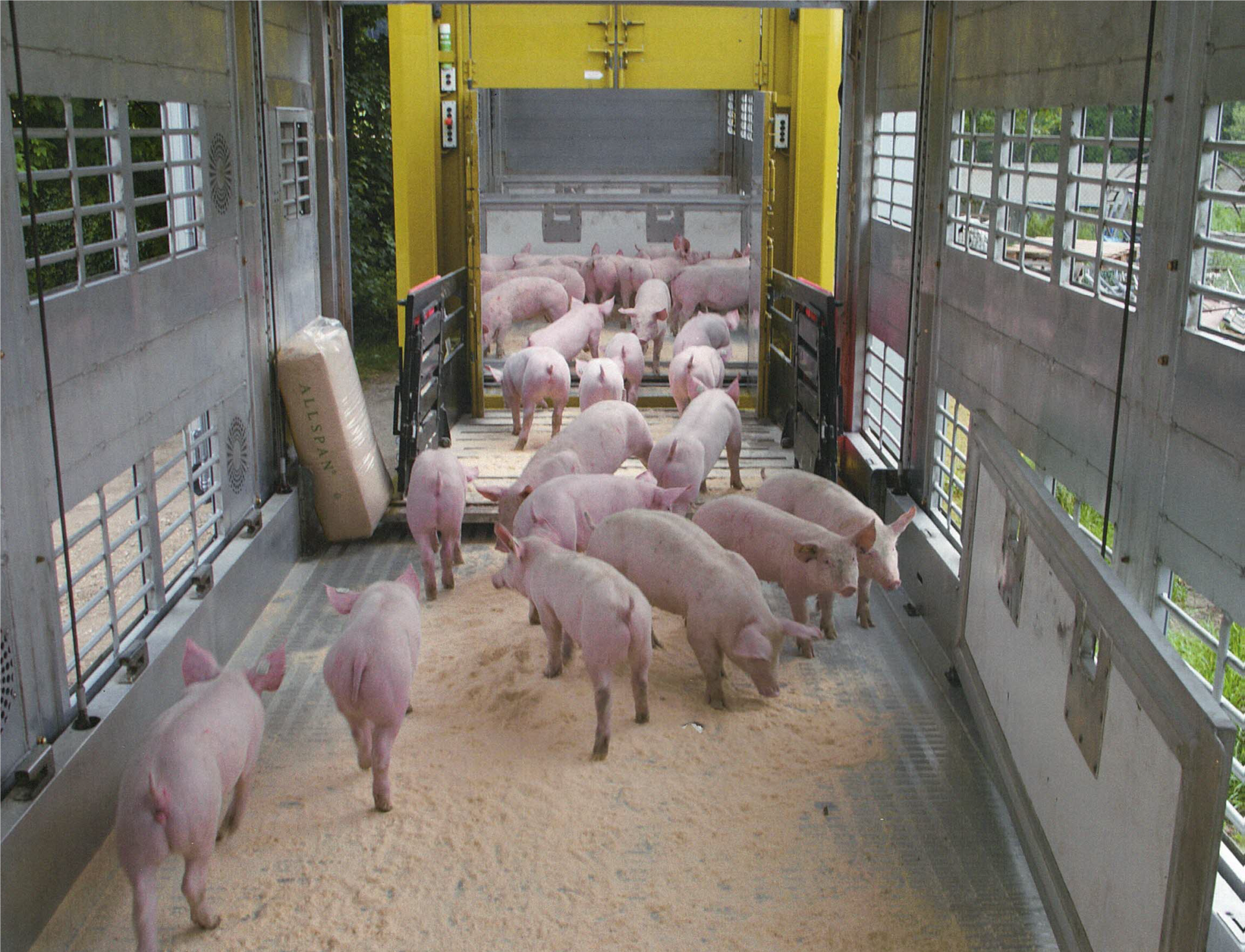 Schweine im Transporter
