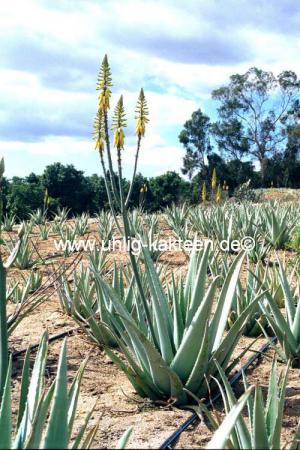 Aloe vera