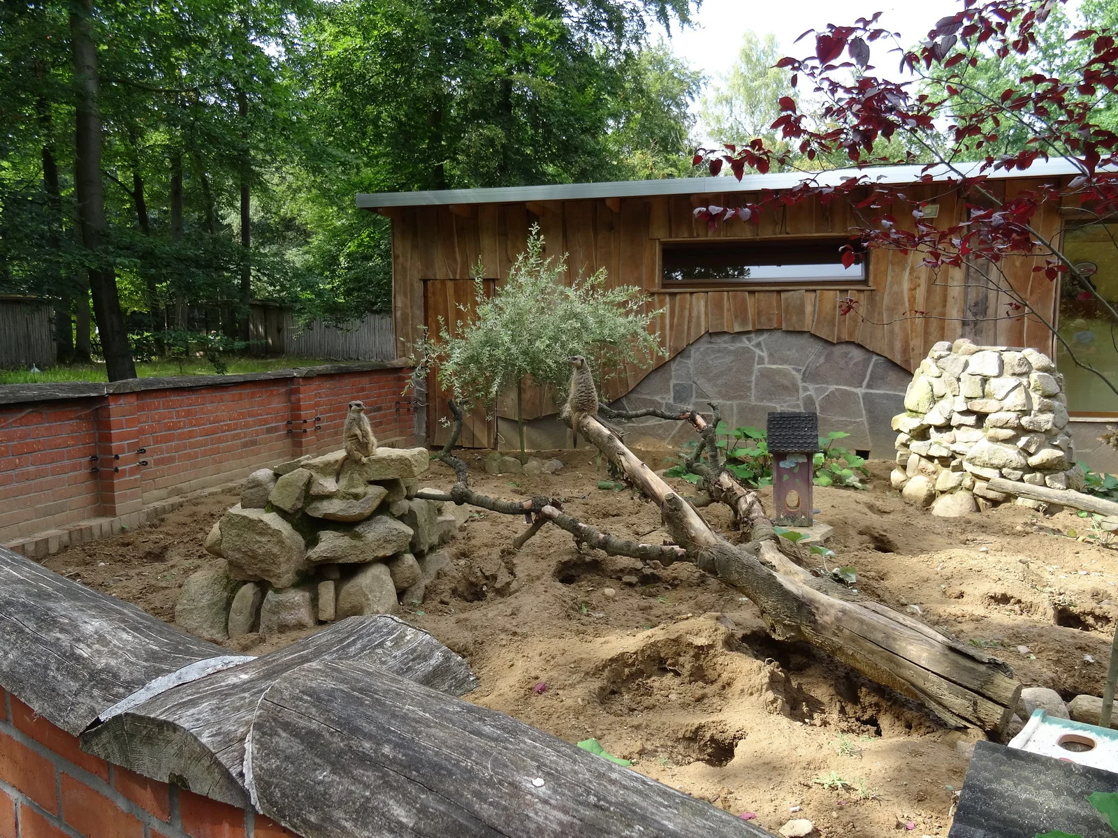 Erdmännchengehege