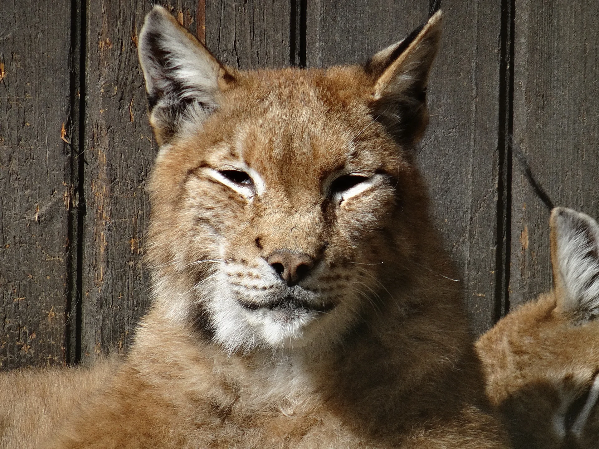 Luchs