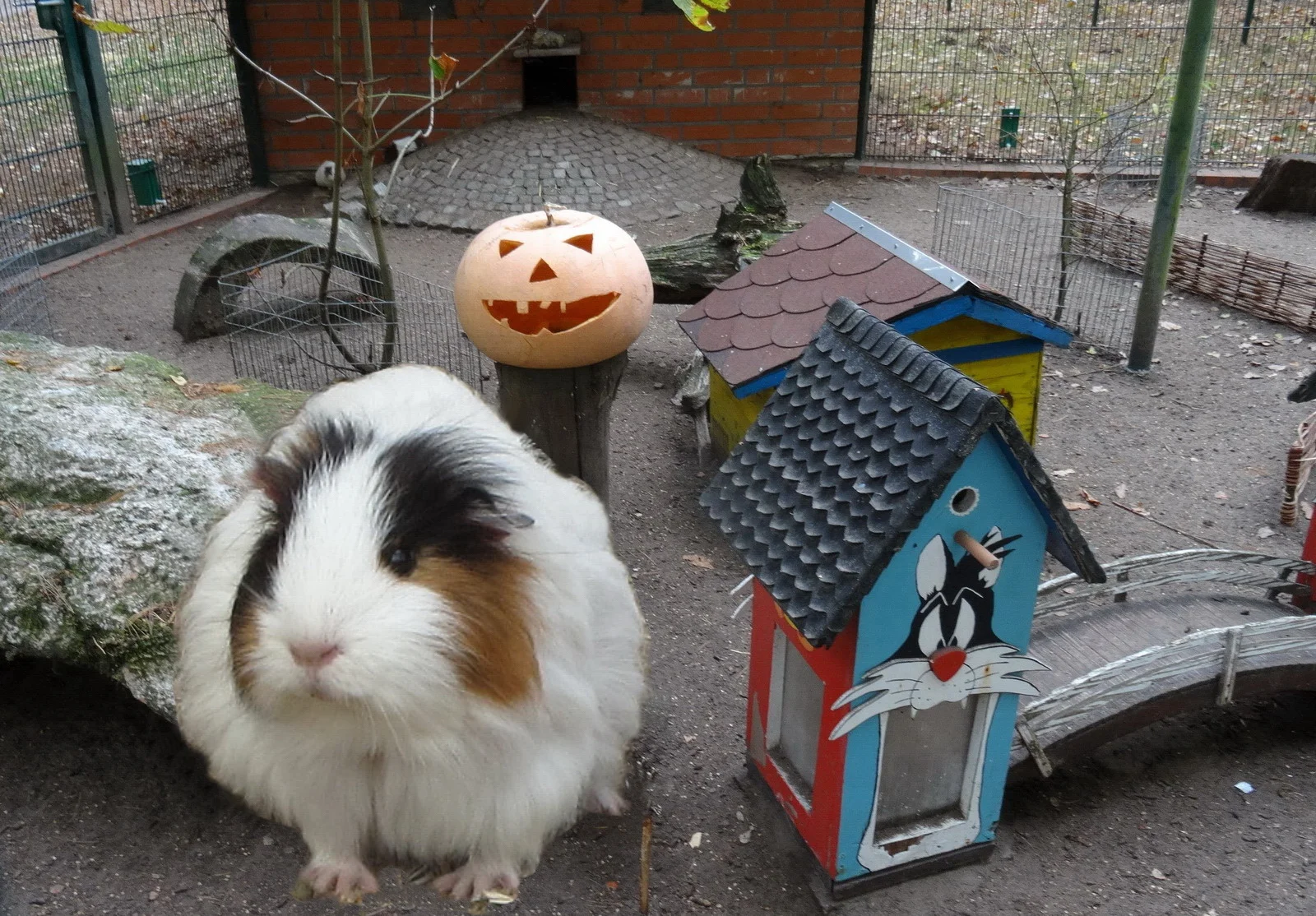 Meerschweingehege