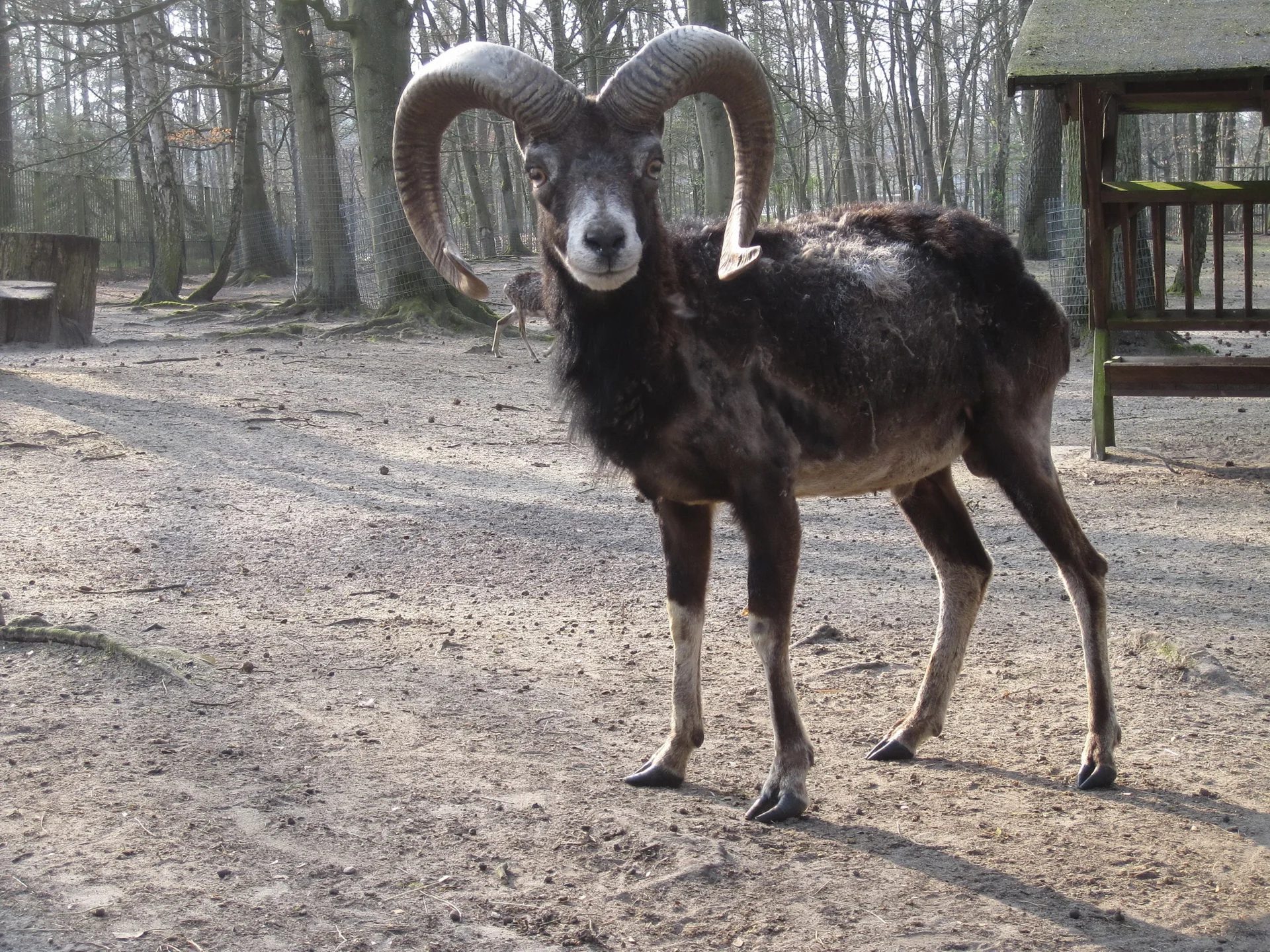 Mufflonbock