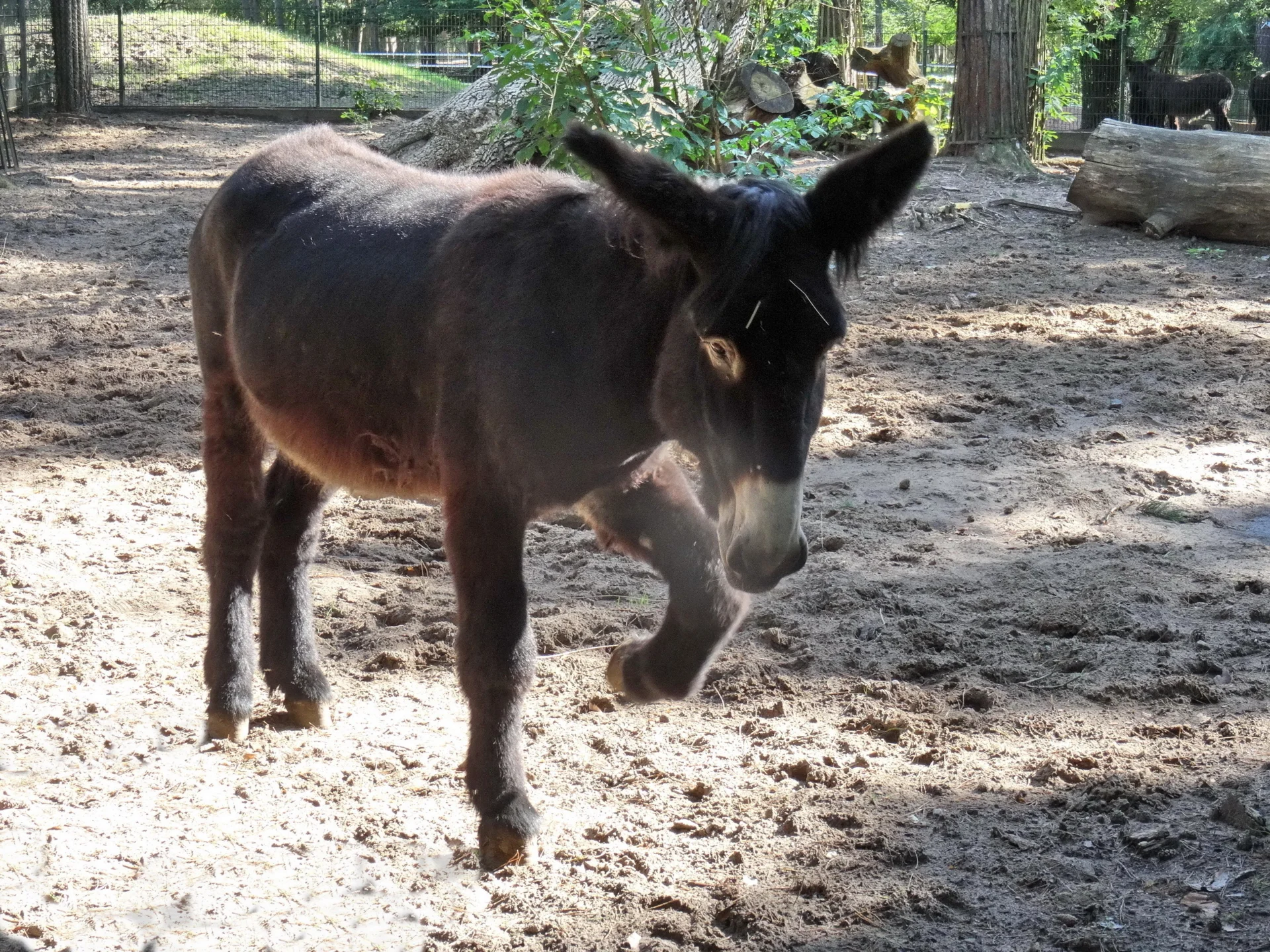 Poitouesel