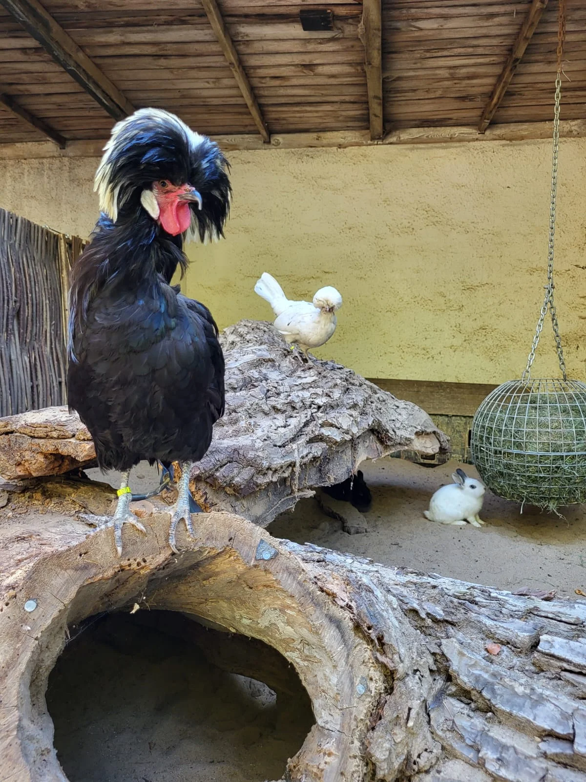 Hühner und Kaninchen