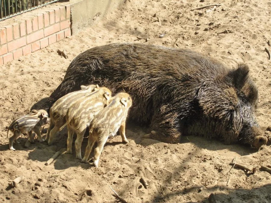 Wildschwein mit Frischlingen