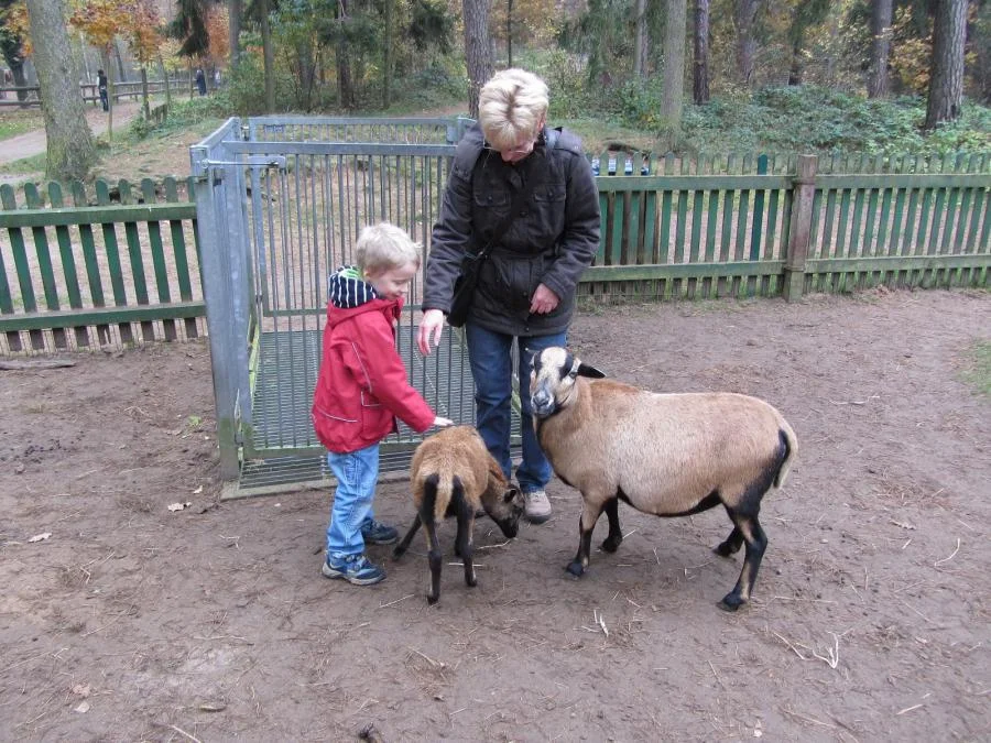 Begehbares Schafsgehege
