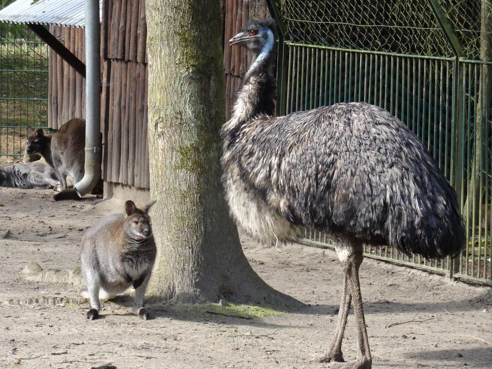 Emus und Känguru 2022