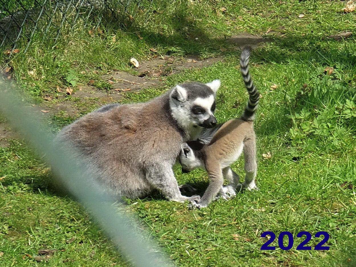 Katta 2022