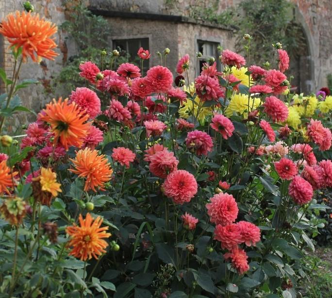 Dahlien Dahlien