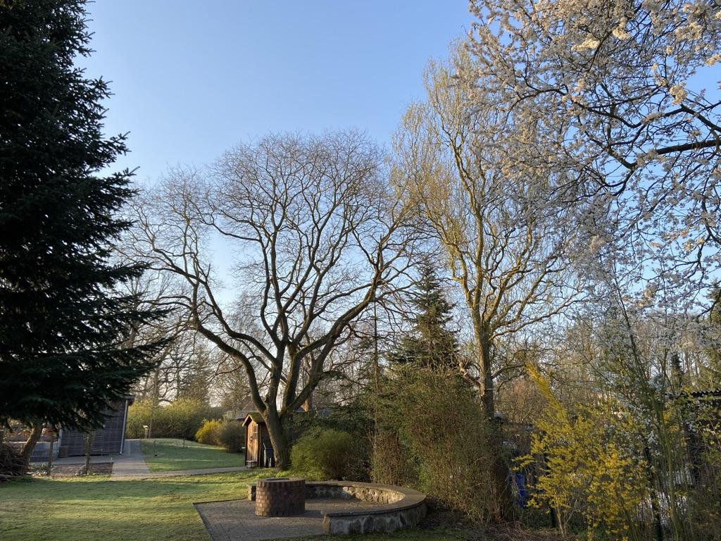 Schulgarten im Frühling Schulgarten im Frühling