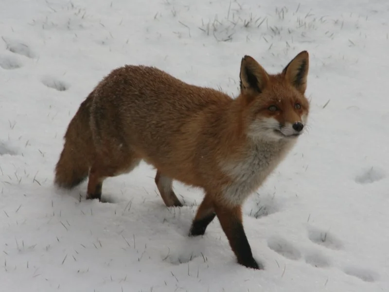 Fuchs im Schnee