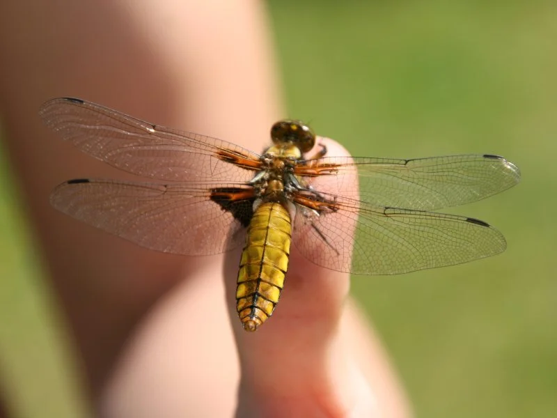 Libelle