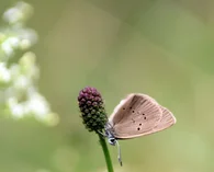Blume