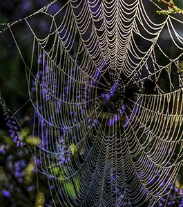 schoner-schuss-eines-spinnennetzes-das-zweigen-hangt