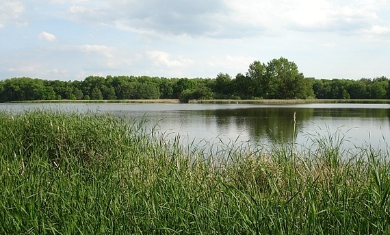 Teiche
