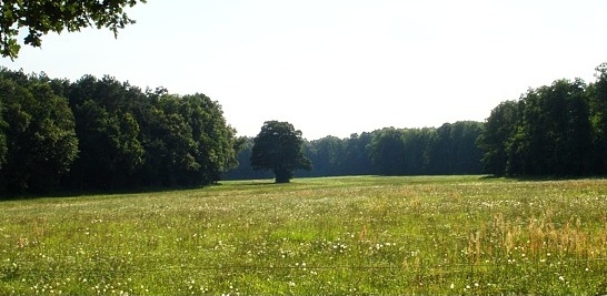 Döbra Wald